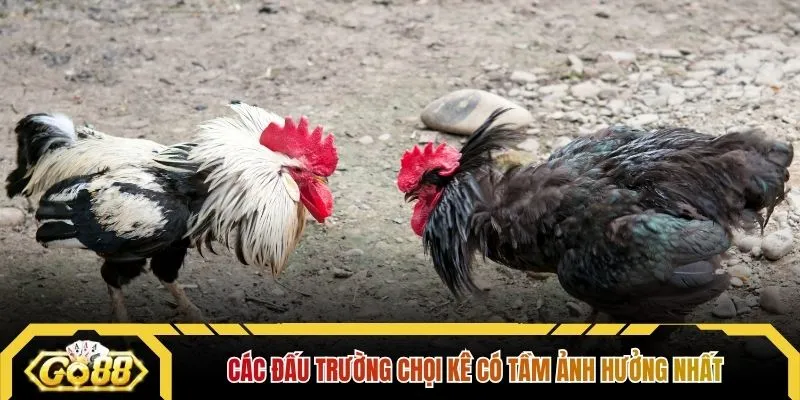 Các đấu trường chọi kê có tầm ảnh hưởng nhất