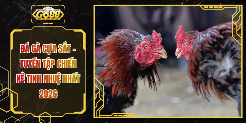 Đá Gà Cựa Sắt - Tuyển Tập Chiến Kê Tinh Nhuệ Nhất 2026