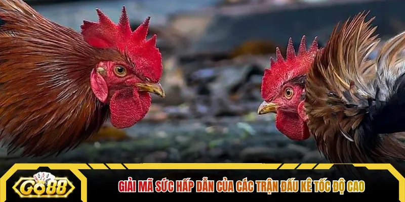 Giải mã sức hấp dẫn của các trận đấu kê tốc độ cao