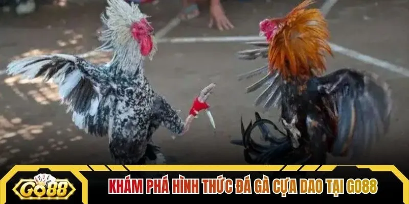 Khám phá hình thức đá gà cựa dao tại GO88