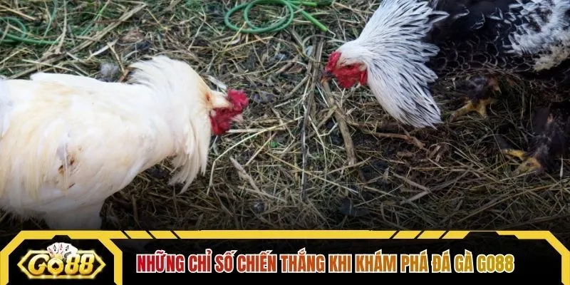 Những chỉ số chiến thắng khi khám phá đá gà GO88