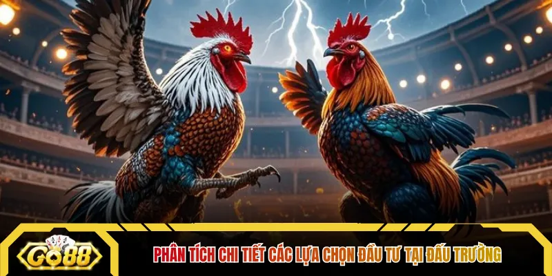 Phân tích chi tiết các lựa chọn đầu tư tại đấu trường 