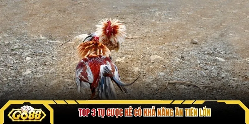 Top 3 tụ cược kê có khả năng ăn tiền lớn